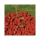 Dynamite Baits Robin Red Groundbait 900gr